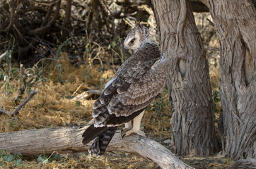 Aigle martial, Polemaetus bellicosus, Martial Eagle