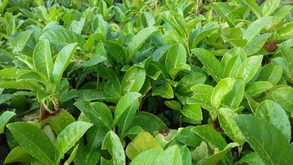 wet leaves, laurel edge