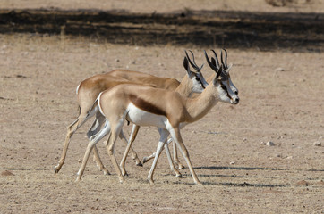 Springbok, Antidorcas marsupialis, Afrique du Sud