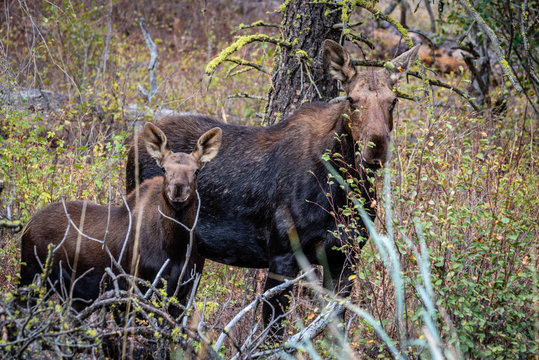 Moose Cow And Calf In The Forest