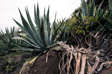 Fototapeta premium AloeVera auf Teneriffa