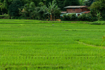 Rice terrace and mountains, green rice paddy in field on NarHeaw, Loei Thailand
