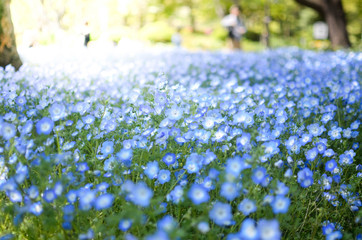Landscape beautiful natural field of Ibaraki's Sky Blue Nemophila Flower with sunshine/sun ray on in spring daytime