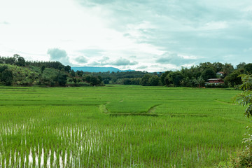 Fototapeta na wymiar Rice terrace and mountains, green rice paddy in field on NarHeaw, Loei Thailand