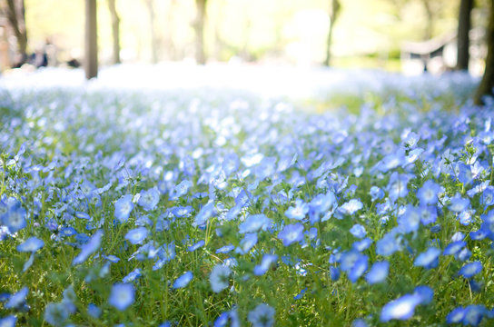 รูปภาพHitachinaka เลือกดูภาพถ่ายสต็อก เวกเตอร์ และวิดีโอ897 Adobe Stock