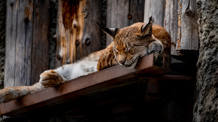 Lynx sleeping in the zoo © mk4oto
