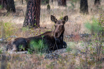 Resting Cow Moose In The Forest.