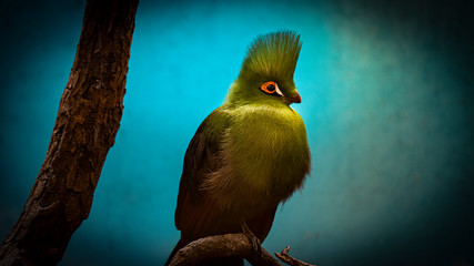 Bird sitting on the stick in the zoo