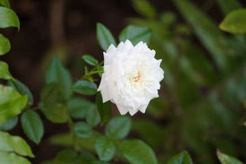 White flower