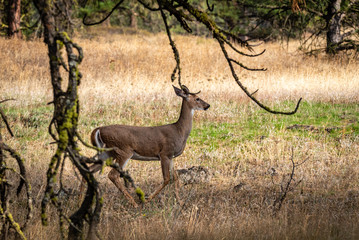 Alert White-tailed Doe