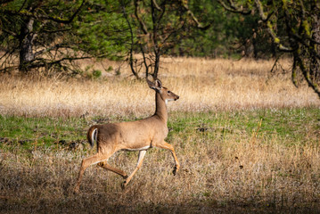 Eluding White-tailed Deer