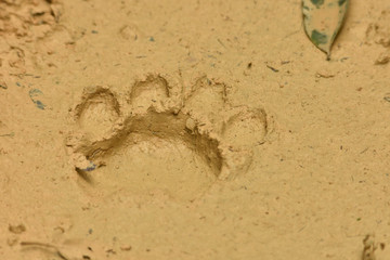 footprint in sand