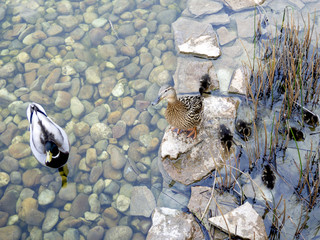 Ducks resting and swimming in a lake of translucent waters that has its bottom covered by little stones.