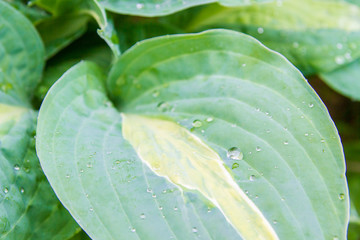 Obraz premium Raindrops and dew on the green leaves of the plant