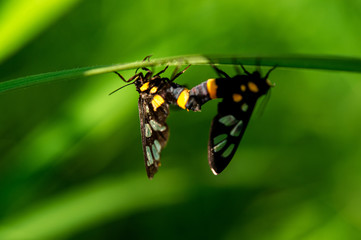 Closeup mating insects on green leaf with blurred nature background on bright sunny day.