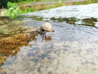 Snail on a rock