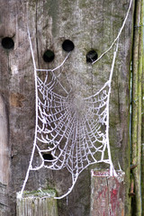 Toile d'araignée givrée