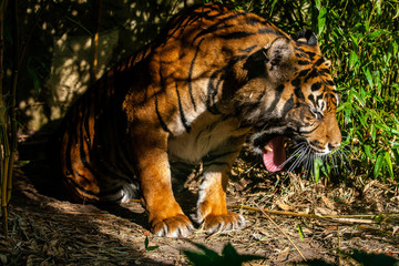 tiger, tier, katze, wild, wild lebende tiere, tierpark, säugetier, raubtier, natur, felino, band, weiß, fleischfresser, bengal, dschungel, big, fell, biest, safari, sibirische katze, gefährdend, kopf,
