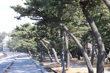二見浦海岸の松林