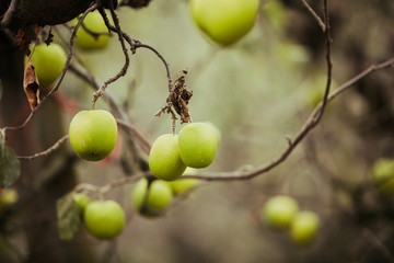 Last apples of harvest