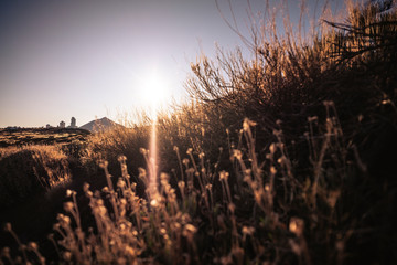 Sunset time in the mountains and countryside with defocused flowers and plants in foreground and mountain and buildings, observatory, in background