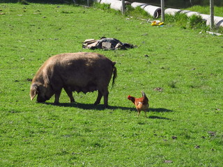 A pig and a chicken walking together in a farm
