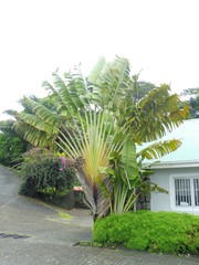 Fototapeta na wymiar Big palm tree