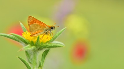 Obraz premium Thymelicus sylvestris 614