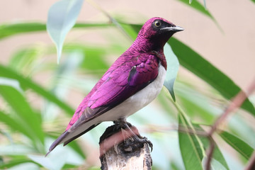 Colorful male violet-backed starling cinnyricinclus leucogaster in side view sitting on top of a branch in front of blurry and bright green leaves