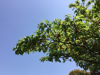 tree on blue sky