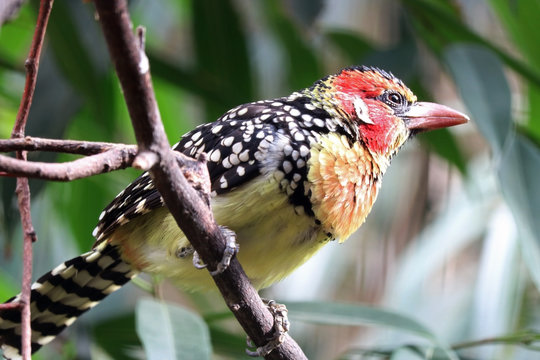 Colorful red-and-yellow barbet (trachyphonus erythrocephalus) sitting on a branch