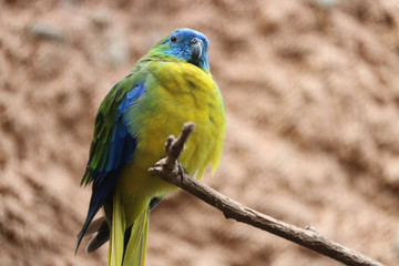 Chubby turquoise parrot (neophema pulchella) sitting on a branch