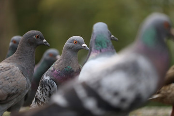 Group of resting pigeons columba livia domestica in close-up view