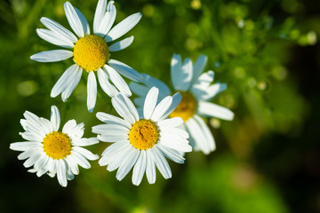 Fototapeta premium field camomile on a bright sunny day