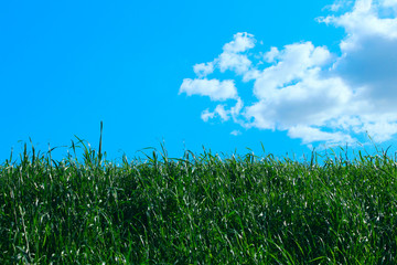 Abstract nature background. Green grass over blue sky and white clouds background. Beautiful nature for background. 