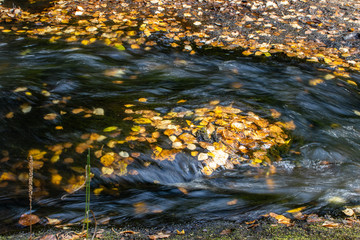 autumn leaves in the water