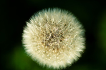 white fluffy dandelion flower on blurred green background, close-up   