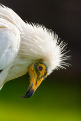 Egyptian vulture (Neophron percnopterus), also called the white scavenger vulture or pharaoh's chicken