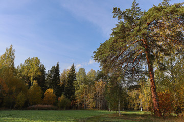 autumn in the forest