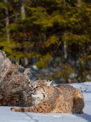 Bobcat (Lynx rufus)