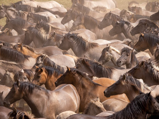 Wildpferde im Merfelder Bruch bei Dülmen