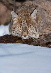 Bobcat (Lynx rufus)
