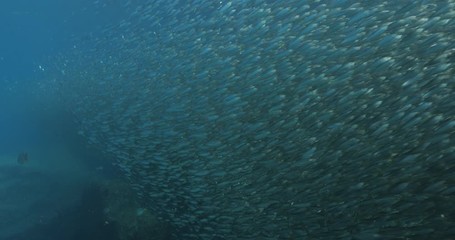 Flatiron Herring baitball from the islands of the sea of Cortez, Mexico.