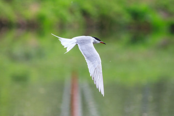 Common tern
