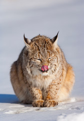 Bobcat (Lynx rufus)