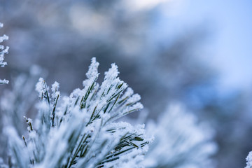 branch of a tree in winter