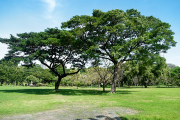 Fototapeta premium Blur park with sun light background