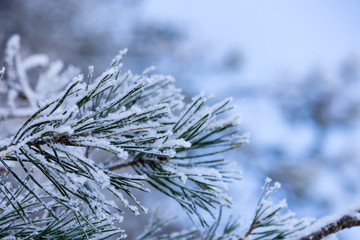 snow covered fir tree branch