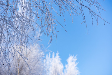 trees in winter