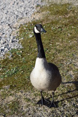 birds, castles and water